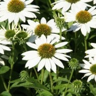 Echinacea 'Kismet White'