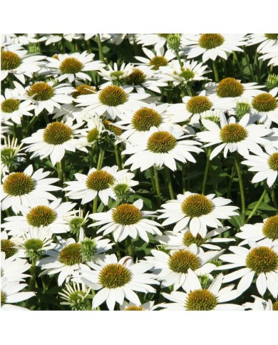 Echinacea 'Kismet White'