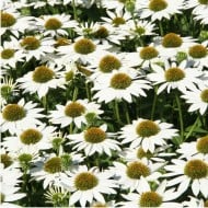 Echinacea 'Kismet White'