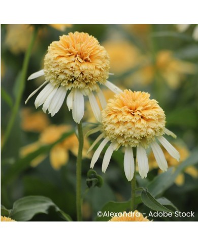 Echinacea 'Lemon Drop'