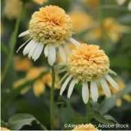 Echinacea 'Lemon Drop'