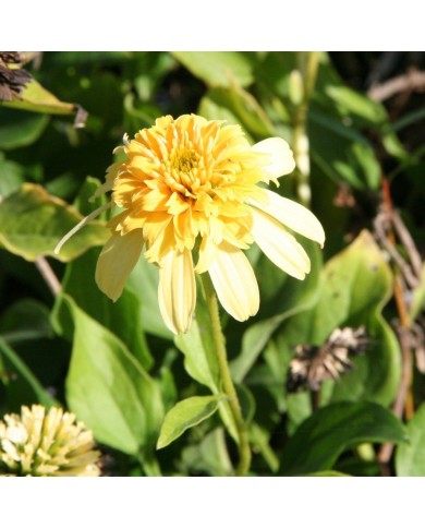 Echinacea 'Lemon Drop'