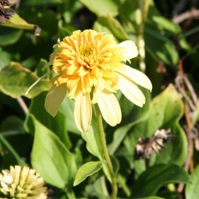 Echinacea 'Lemon Drop'