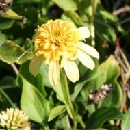 Echinacea 'Lemon Drop'