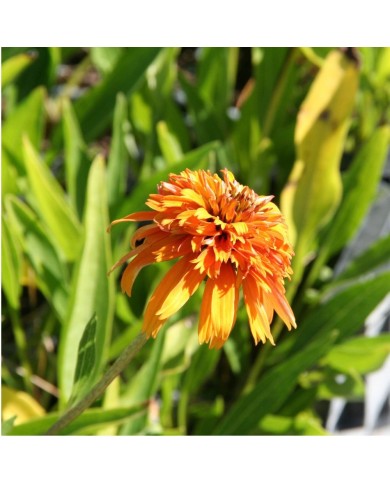 Echinacea 'Marmalade'