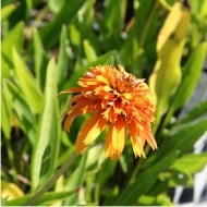 Echinacea 'Marmalade'