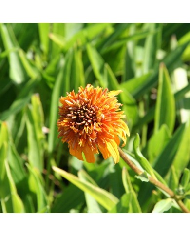 Echinacea 'Marmalade'