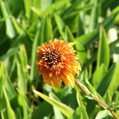 Echinacea 'Marmalade'