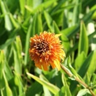 Echinacea 'Marmalade'