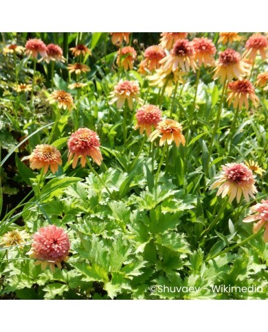 Echinacea 'Marmalade'