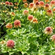 Echinacea 'Marmalade'