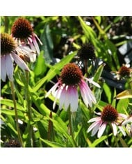 Echinacea 'Pretty Parasols'