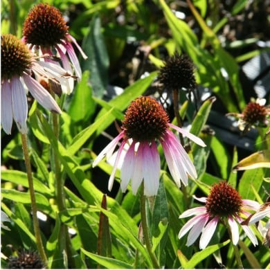 Echinacea 'Pretty Parasols'
