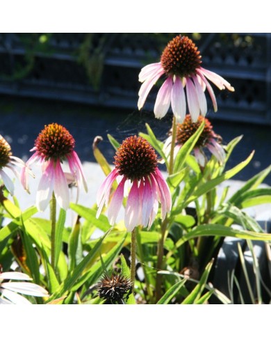 Echinacea 'Pretty Parasols'