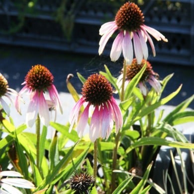 Echinacea 'Pretty Parasols'