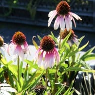 Echinacea 'Pretty Parasols'