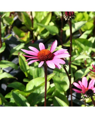 Echinacea purpurea 'Fatal Attraction'