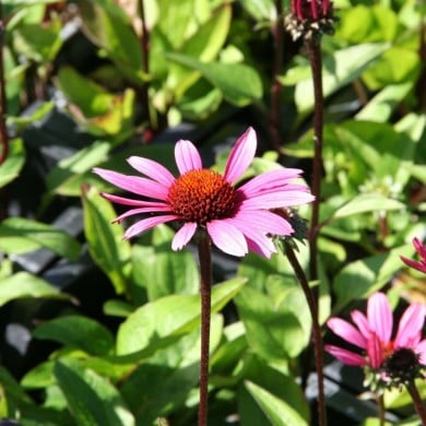 Echinacea purpurea 'Fatal Attraction'