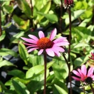 Echinacea purpurea 'Fatal Attraction'