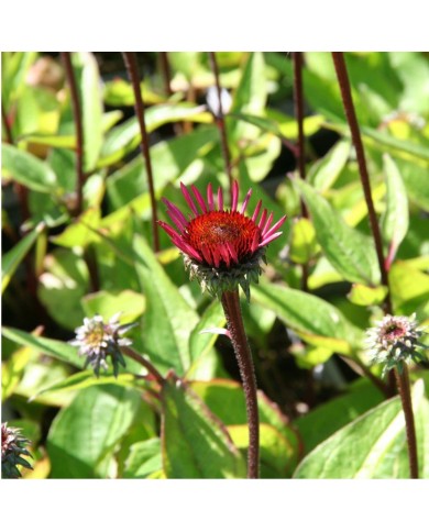 Echinacea purpurea 'Fatal Attraction'