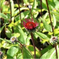 Echinacea purpurea 'Fatal Attraction'