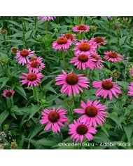 Echinacea purpurea 'Fatal Attraction'