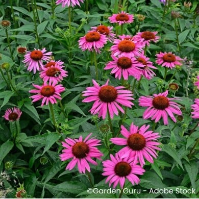 Echinacea purpurea 'Fatal Attraction'