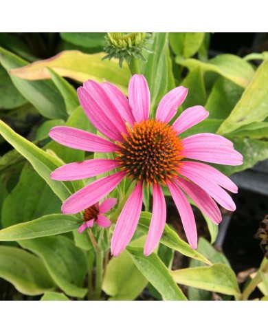 Echinacea purpurea 'Feeling Pink'