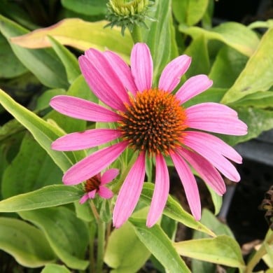 Echinacea purpurea 'Feeling Pink'