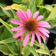 Echinacea purpurea 'Feeling Pink'