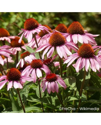 Echinacea purpurea 'Feeling Pink'