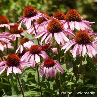 Echinacea purpurea 'Feeling Pink'