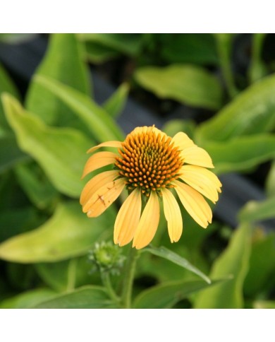 Echinacea purpurea 'Paradiso Yellow'