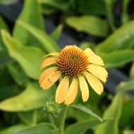 Echinacea purpurea 'Paradiso Yellow'