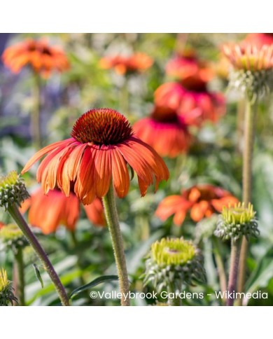 Echinacea purpurea 'Rainbow Marcella'