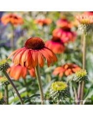 Echinacea purpurea 'Rainbow Marcella'