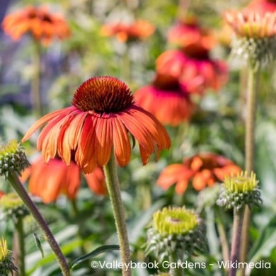 Echinacea purpurea 'Rainbow Marcella'