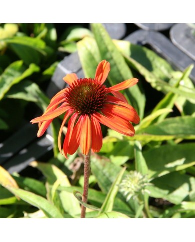 Echinacea purpurea 'Rainbow Marcella'