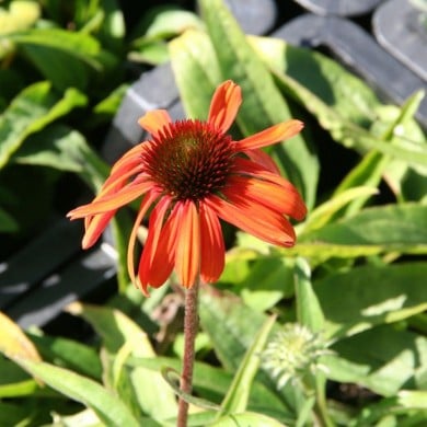 Echinacea purpurea 'Rainbow Marcella'