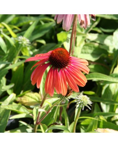 Echinacea purpurea 'Rainbow Marcella'