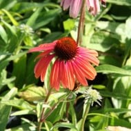 Echinacea purpurea 'Rainbow Marcella'