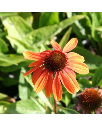 Echinacea purpurea 'Rainbow Marcella'