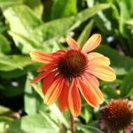 Echinacea purpurea 'Rainbow Marcella'