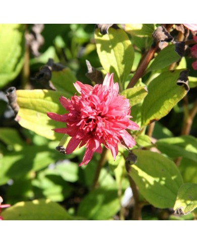 Echinacea 'Raspberry Truffle'