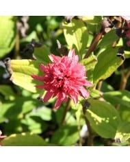 Echinacea 'Raspberry Truffle'