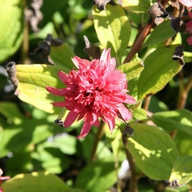 Echinacea 'Raspberry Truffle'