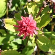 Echinacea 'Raspberry Truffle'