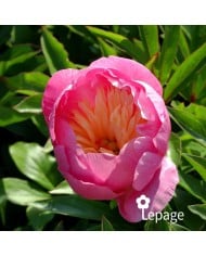 Pivoine 'Bowl of Beauty'