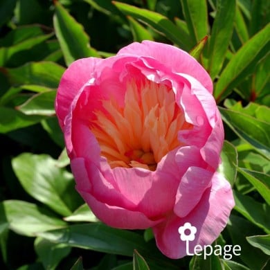 Pivoine 'Bowl of Beauty'