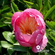 Pivoine 'Bowl of Beauty'